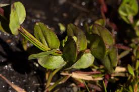 Image result for Crepidorhopalon