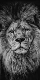 Lion Wallpaper Lockscreen Wallz Lion Images Lion Pictures Lions Photos