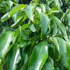 Image result for Melicoccus