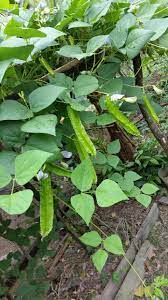 Cara menanam kacang tanah 100% tumbuh. Warisan Petani Mb 34 Pokok Kacang Botor Tepi Pagar Plants Diy And Crafts Crafts