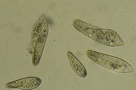 Image result for Icuria