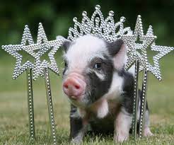 Baby Pigs Wearing People Clothes