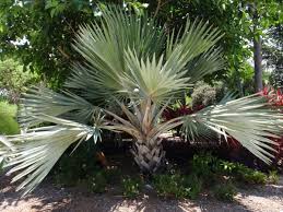 Image result for Latania loddigesii