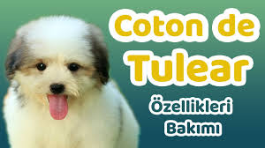 Coton De Tulear Elityavru Com