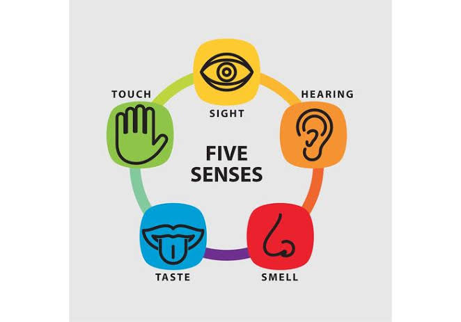 Image result for five senses"