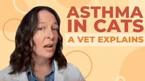 How to administer eye drops to your cat