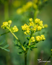 Image result for Ruta graveolens