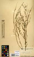 Image result for Indigofera paniculata