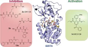 Therapeutic Potential and Activity Modulation of the Protein Lysine  Deacylase Sirtuin 5