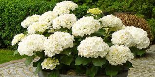 Rohida tree is the main source of timber in rajasthan and plays an important role for. Know About The Most Beautiful Flower In The World Kamini