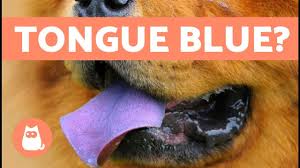 Color changes in your pet's mouth can indicate dental and other medical issues. My Dog Has A Purple Tongue Symptoms And Causes