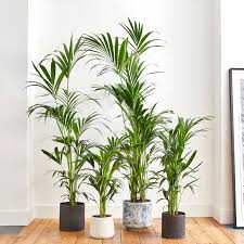 Houseplants are stylish, but are they safe for your pets? Child Pet Friendly Indoor Plants Delivered In London Patch