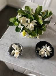 Image result for Gardenia