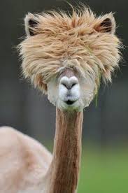 Alpacas A Baby Wallaby Rhinos Elephants Storks And More In Animal Views Animals Beautiful Shaved Alpaca Cute Animals