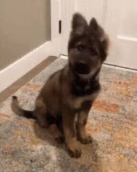 Head Tilt Gifs Tenor 2,411 anime images in gallery. head tilt gifs tenor