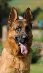 Our list of 100 dog breeds with prices in india also accounts for the availability of the dogs. Jerman Seaford Dogs For Sale Oorgin