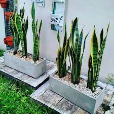 Maka, bolehlah jadi panduan untuk kita semua kalau nak tanam pokok yang boleh memberikan kesan baik di dalam rumah. Idea Landskap Luar Rumah Cantik Dekorasi Pokok Hiasan Facebook