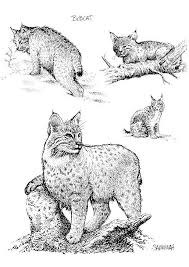 This thanksgiving, bobcat fans of all ages can print and color these festive pages. Coloring Page Bobcat Free Printable Coloring Pages Img 8539