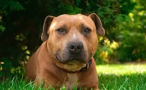 Welcome to the american staffing association learning management system—asa learn. American Staffordshire Terrier Ou Amstaff Caractere Education Sante Prix Race De Chien