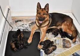 All animal lovers are welcome! How To Take Care Of Newborn German Shepherd Puppies And Mother