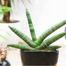 One of its common names sansevieria cylindrica plants are not likely to get affected by diseases. Sansevieria Cylindrica Boncel Zielony Parapet
