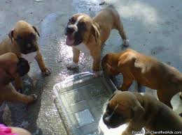 Oregon boxer breeder and rescue. Boxer Puppies Price 300 00 For Sale In Temple Georgia Best Pets Online