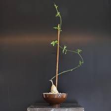 Image result for Kedrostis nana