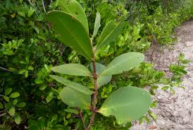 Image result for Sonneratia alba