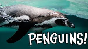 Email (address never made public). Penguins Learn About Penguins Youtube