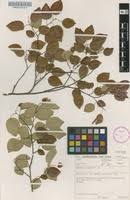 Image result for Maprounea