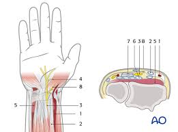 American technology, made in usa. Anatomy Of The Distal Forearm