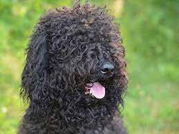 Stay posted and check back to find out whom is dating whom! Barbet Price Temperament Life Span