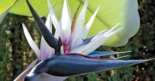 Bird Of Paradise Flower Meaning In Hindi Bird Of Paradise Paradise Plant Birds Of Paradise Plant Paradise Flowers