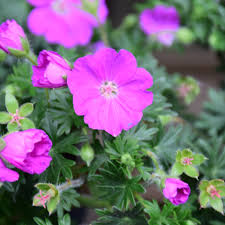 Image result for Geranium sanguineum Max Frei