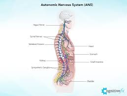 The neck contains bones called vertebrae that stack on top of one another. Concussion Headaches Or Post Traumatic Headaches Cognitive Fx