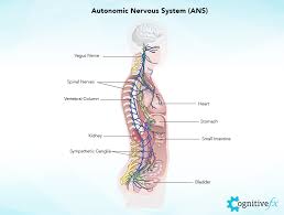 The bones that make up your skeleton are all very much alive, growing and changing all the time like other parts of your body. Concussion Headaches Or Post Traumatic Headaches Cognitive Fx