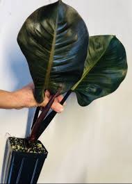 Nse Tropicals The Collector S Plant Source Rare Anthuriums Philodendrons And Other Unusual Plants Philodendron Unusual Plants Plants