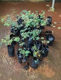 Image result for Libidibia coriaria