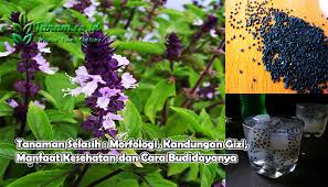 Wah, tidak terbayang bukan rasanya saat buah mangga yang asam bertemu dengan manisnya lelehan gula merah, serta gurihnya santan berpadu dalam satu gelas ini pasti ampuh menghilangkan rasa dahaga, terlebih di siang bolong. Tanaman Selasih Morfologi Kandungan Gizi Manfaat Kesehatan Dan