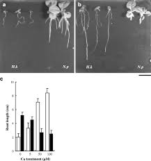 Image result for Haumaniastrum katangense