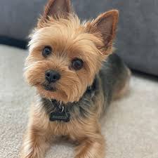 Black And Brown Yorkie Puppy Happy St Patrick S Day Saintpatricksday Happystpatricksday Ireland Happysaintpatricksday York Yorkie Puppy Yorkie Terrier Yorkie Puppy Haircuts
