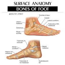The clinical names for these bones are the navicular, cuboid, and medial, intermediate, and lateral cuneiforms. Healthy Street Surface Anatomy Of Bones Of Foot The Facebook