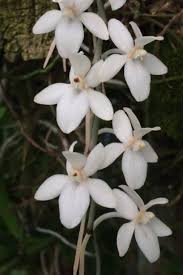 Image result for Aerangis appendiculata