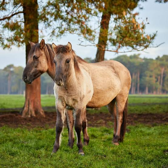 Merfeld Wild Horses - Naundrups Hof