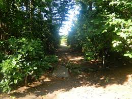 Image result for Peponium vogelii