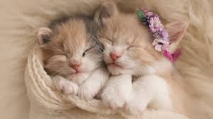 Kittens Cats Cute Horizontal Kittens Cutest Kitten Wallpaper Sleeping Kitten