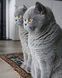 Purrrfect Pawz On Instagram Moesandmattie I Purrrfectpawz I Purrrfect Is A Paw Away British Shorthair Cats British Blue Cat British Shorthair