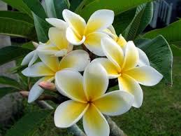 Frangipani Tree Desktop Nexus Wallpapers Yellow Plants Plumeria Flowers Plumeria Tree