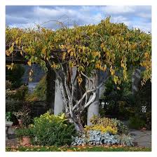 Image result for Actinidia