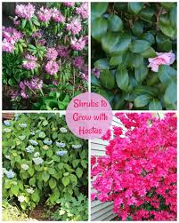 Little known outside horticultural circles, the legacy of this extraordinary plant hunter is quite remarkable. Hosta Companion Plants Growing Hostas With Shade Loving Plants